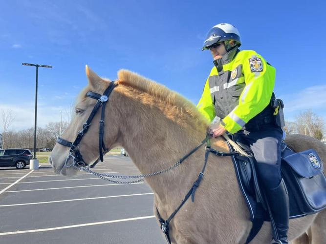 Horse for LMPD mounted patrol