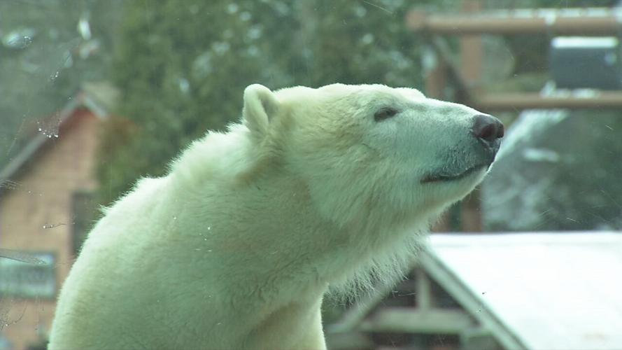 QANNIK POLAR BEAR BIRTHDAY .jpeg