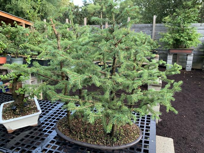 TWISTED NATURE BONSAI - KEITH KAISER - 8-11-2020  (6).JPG