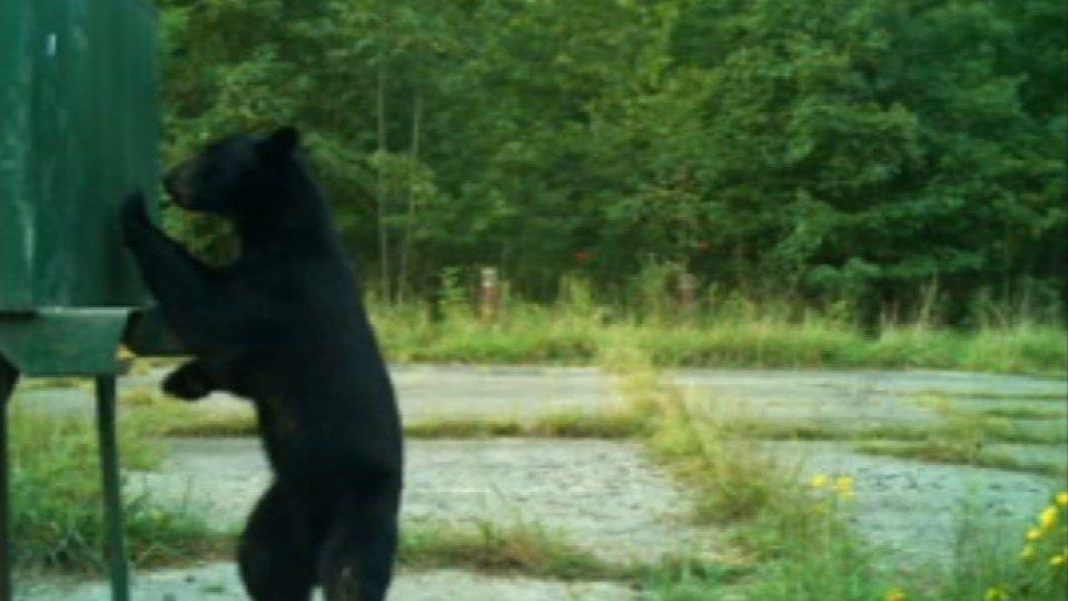 Southern Indiana bear spotted recently in Madison, Indiana | News