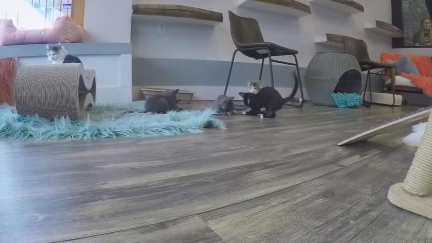 Kitten shower 12.jpg