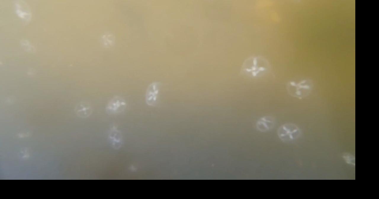 Jellyfish return to Louisville's Shawnee Park after winter season