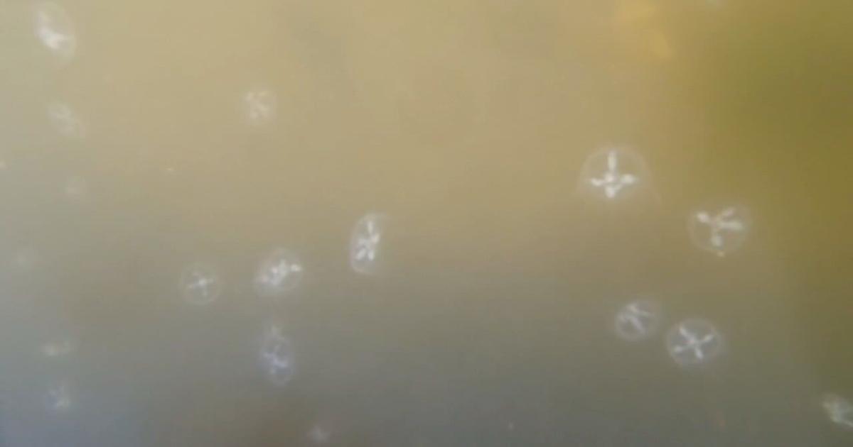 Jellyfish return to Louisville's Shawnee Park after winter season