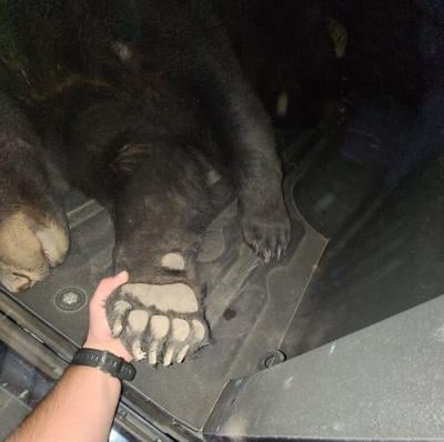 Bear dies after being struck by car in Meade County