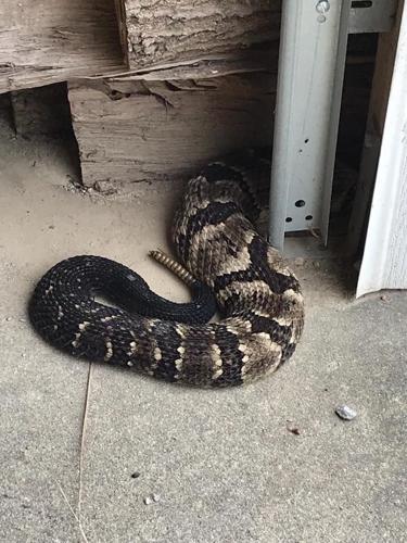 Rattlesnake found in Seymour, Indiana garage in Aug. 2019