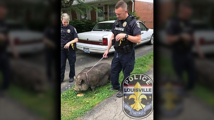 LMPD Animals_Hog 2.png