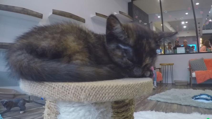 Kitten shower 13.jpg