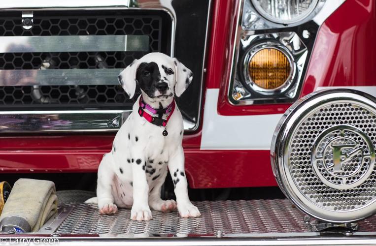 Oreo the Dalmation is the newest member of the Bardstown Fire Department