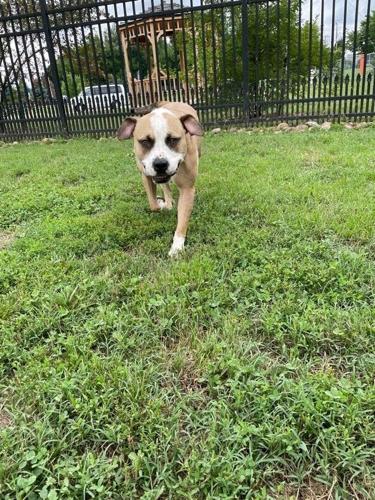 Gorilla Glue Dog.jpg