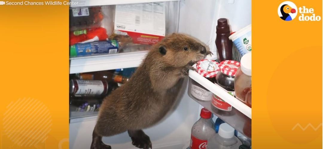 second chances justin beaver