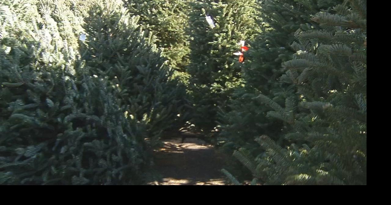 Seasonal Christmas tree dropoff begins Dec. 26 News from WDRB
