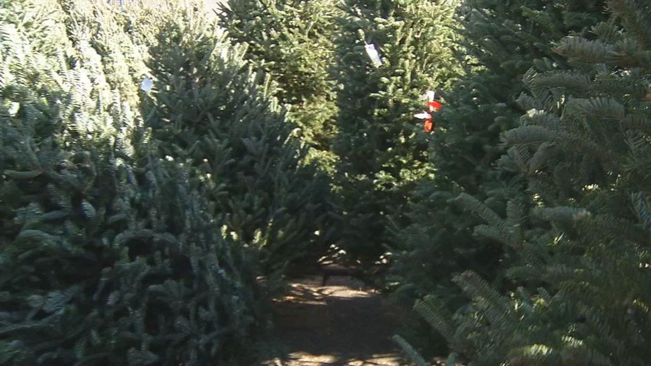 Seasonal Christmas tree dropoff begins Dec. 26 News from WDRB