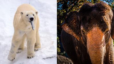 Qannik the polar bear and Punch the elephant