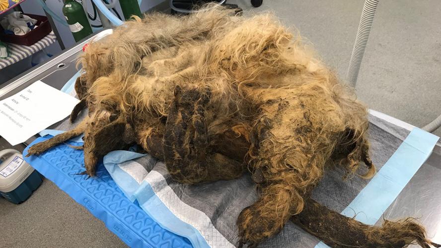 Matted Shih Tzu Ellie  Mae
