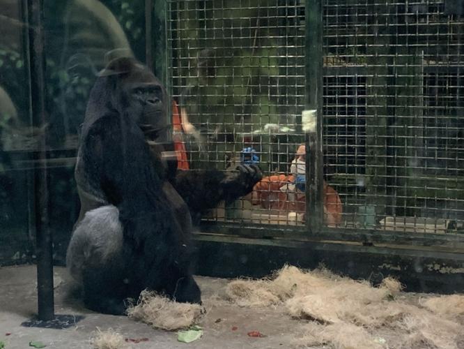 Gorilla at the Louisville Zoo