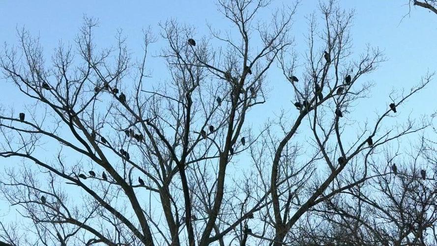 Black vultures in Jeffersonville, Indiana - 1.31.25