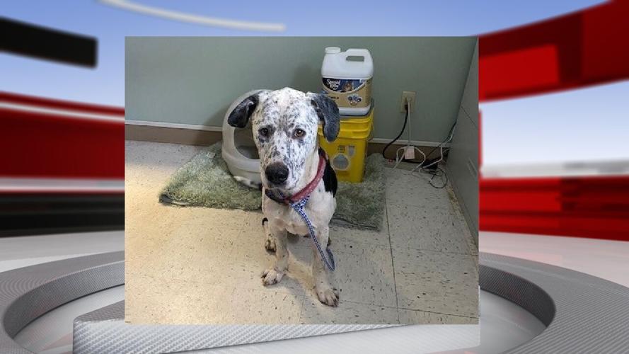 Dog dewey rescued from cave.jpg