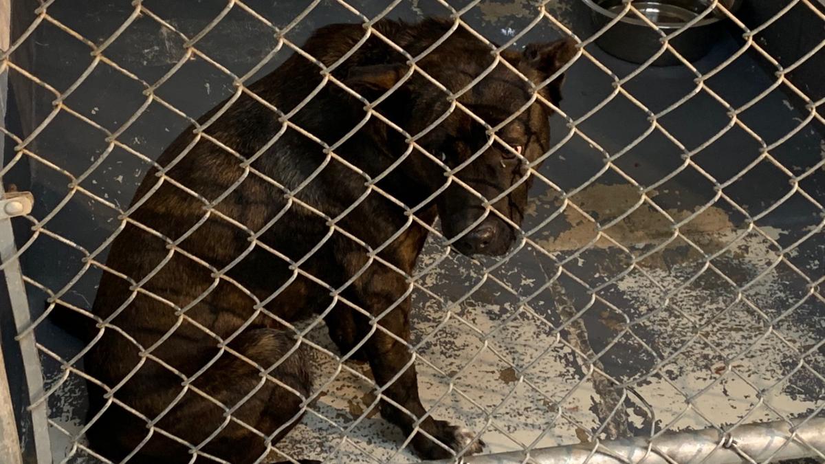 Bullitt County Animal Shelter has more dogs than space available News