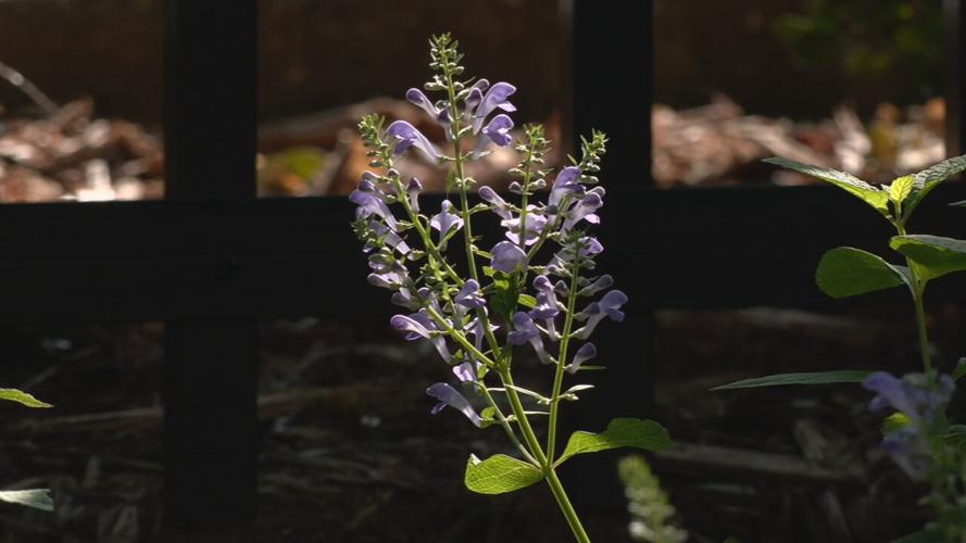 The WDRB 'Flutter Farm' habitat for monarch butterflies (as of July 21, 2023)