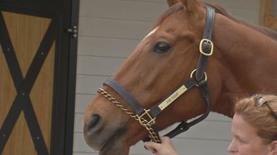Resident horse at Derby Museum
