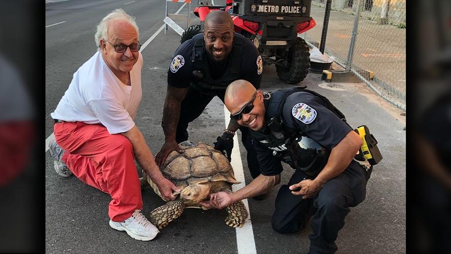 LMPD Animals_Turtle.png
