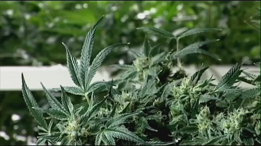 INDIANA DEMS CALL TO LEGALIZE MARIJUANA.jpeg