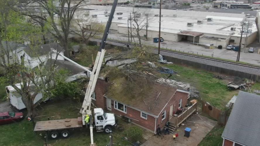 New Leaf Tree Service in south Louisville 4-6-23 (1).jpeg