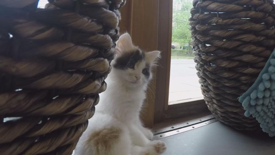 Kitten shower 16.jpg