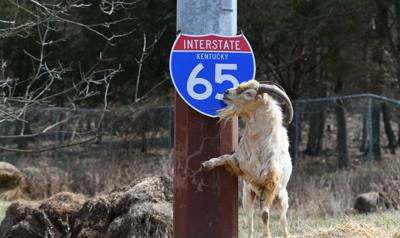 Houdini the goat gets own I-65 sign