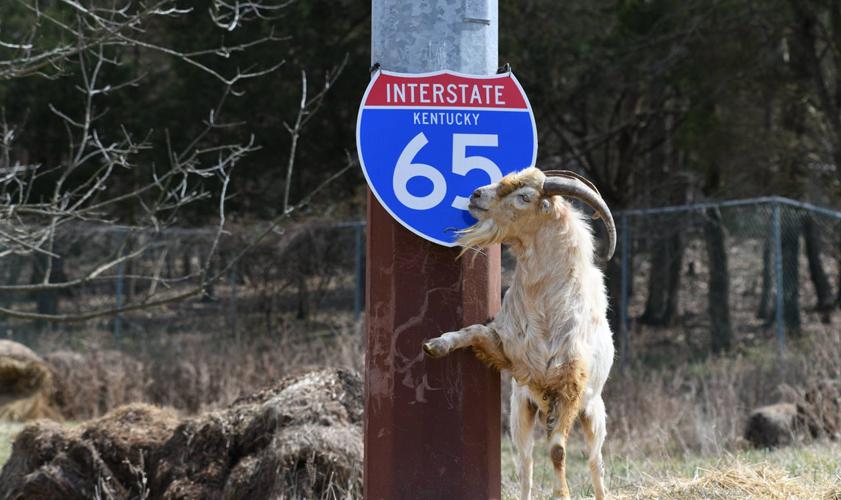 Houdini the goat gets own I-65 sign