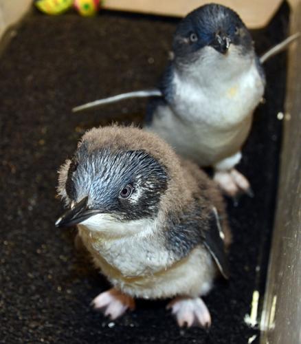 LOUISVILLE ZOO both penguin chicks 4-1-19.jpg