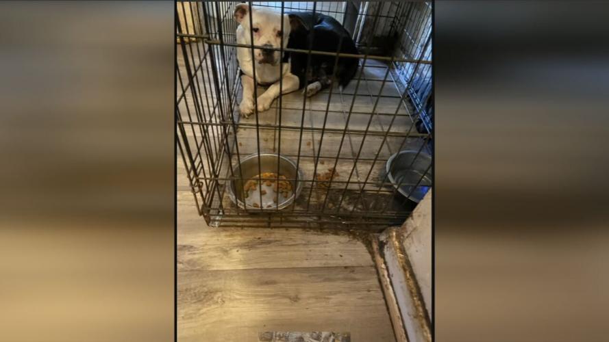 DOG ABUSE ARRESTS 5VO.transfer_frame_1049.jpeg