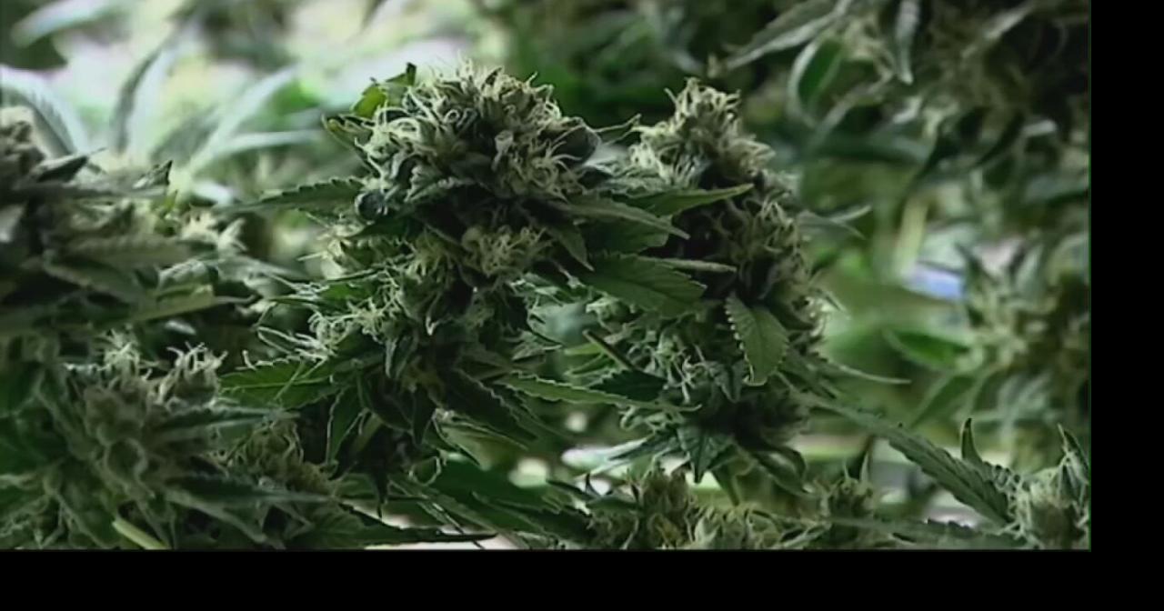 Hoosiers show strong support for marijuana legalization in recent survey