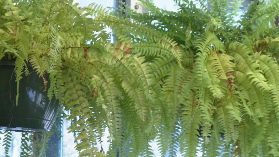 Fairdale Elementary greenhouse