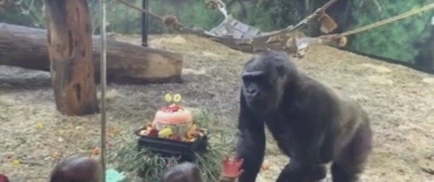 Louisville Zoo's Helen the Gorilla celebrates 60th birthday