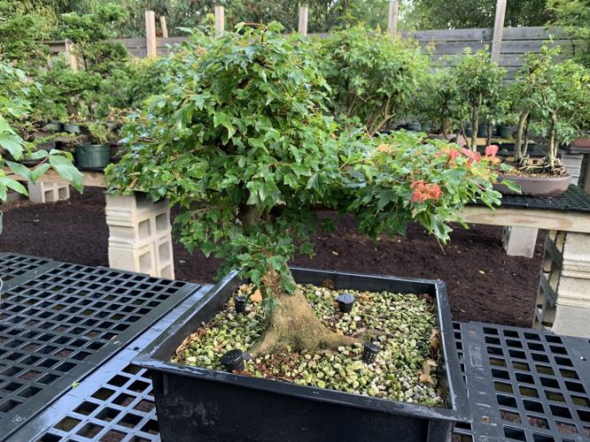 TWISTED NATURE BONSAI - KEITH KAISER - 8-11-2020  (7).JPG