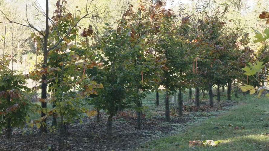 Louisville Parks and Recreation