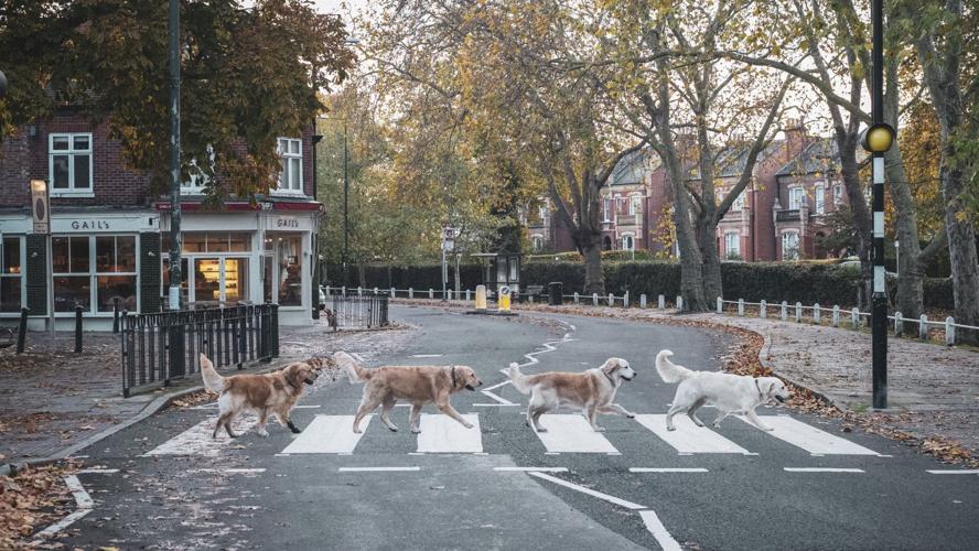 Golden Retrievers pose for charity calendar
