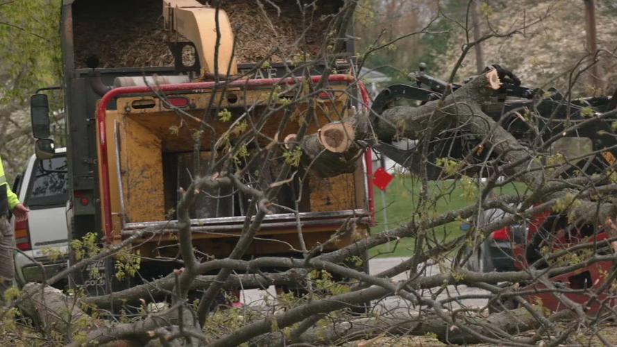Tree on Kuntz family home in south Louisville 4-6-23 (1) (1).jpeg