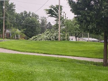 Tree fallen on Johnson Road.jpg