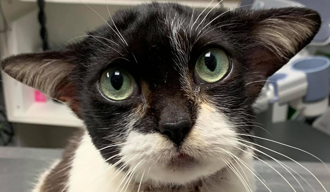 North Carolina rescue kitten dubbed 'Baby Yoda Cat ...