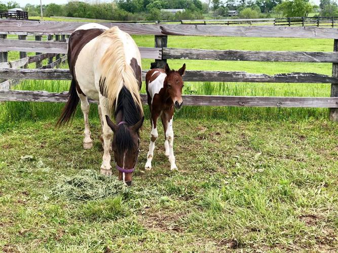 Horse Hope with as-yet unnamed colt