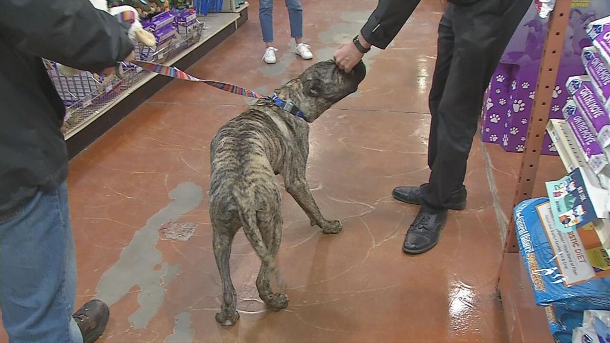 Ethan the rescue dog will go up for adoption soon News from WDRB