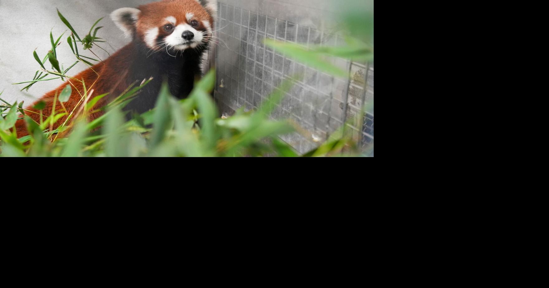 Taipei Zoo welcomes a pair of red pandas from China, first in over a decade