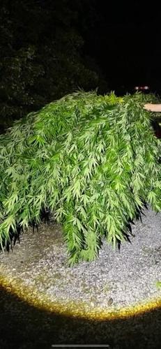 WILD KY DRUG BUST STK VID.jpg