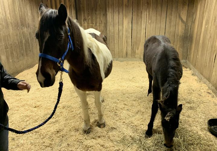 Rescued Horses Black and Brown and White