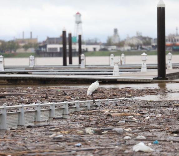 Bird sits amid flooding at Waterfront Park - April 6.JPG
