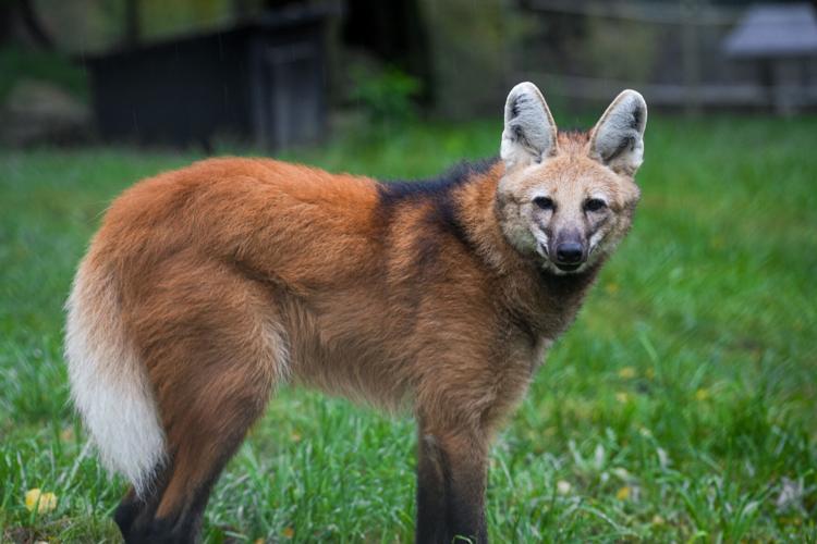 Maned wolf Chrys - Louisville Zoo photo