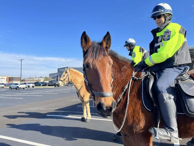 Horse for mounted patrol