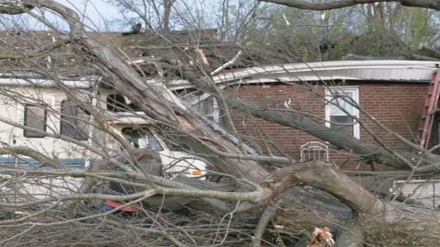 Tree on Kuntz family home in south Louisville 4-6-23.jpeg